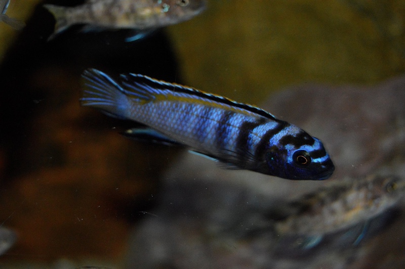 Tropheops kumwera 'Makokola Reef'